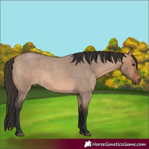 Horse Color:Unknown 