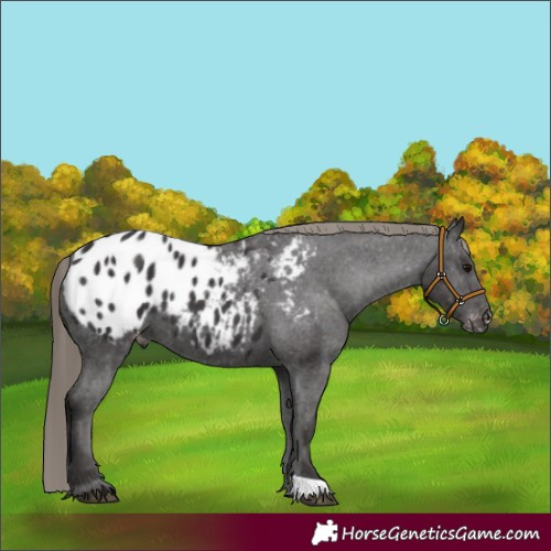 Horse Color:Smoky Black Appaloosa 
