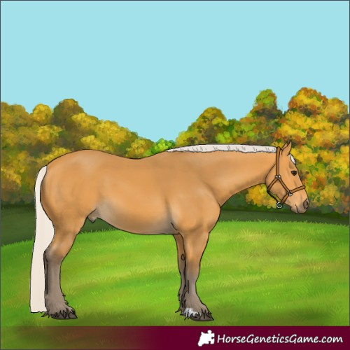 Horse Color:Silver Buckskin 