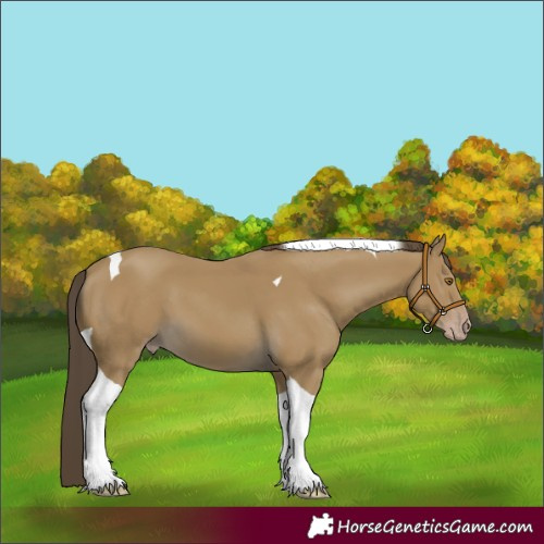 Horse Color:Classic Cream Champagne Tobiano 