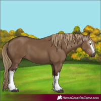 Horse Color:Gray White Spotted Liver Red Dun