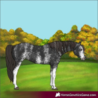 Horse Color:Gray White Spotted Liver Chestnut 
