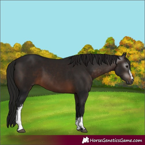 Horse Color:Gray White Spotted Bay 