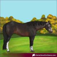 Horse Color:Gray White Spotted Bay 