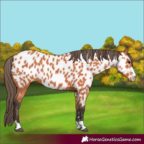 Horse Color:Bay Appaloosa 