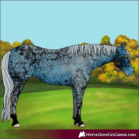 Horse Color:ERROR: UNKNOWN ANOMALY