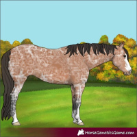 Horse Color:Bay Ice