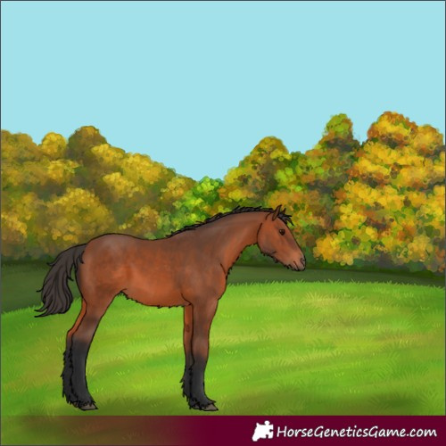 Horse Color:Bay 