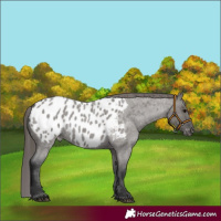 Horse Color:Grullo Roan Appaloosa 