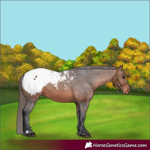 Horse Color:Brown Appaloosa 