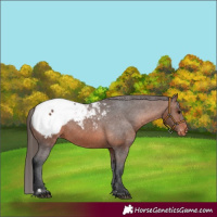 Horse Color:Brown Appaloosa 