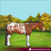 Horse Color:Bay Tobiano Blanket 