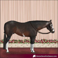 Horse Color:Gray White Spotted Bay 