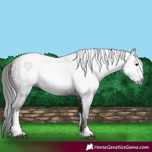 Horse Color:Gray White Spotted Bay