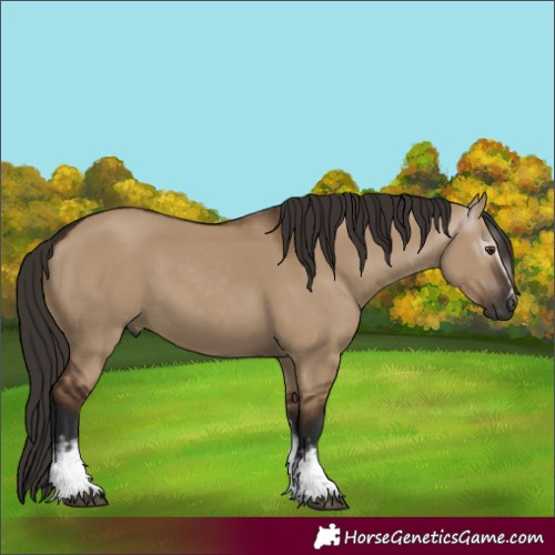Horse Color:Gray White Spotted Liver Red Dun