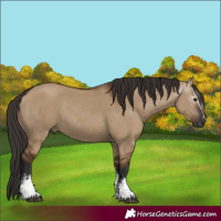 Horse Color:Gray White Spotted Liver Red Dun