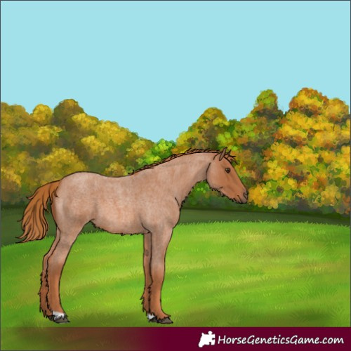 Horse Color:Unknown 