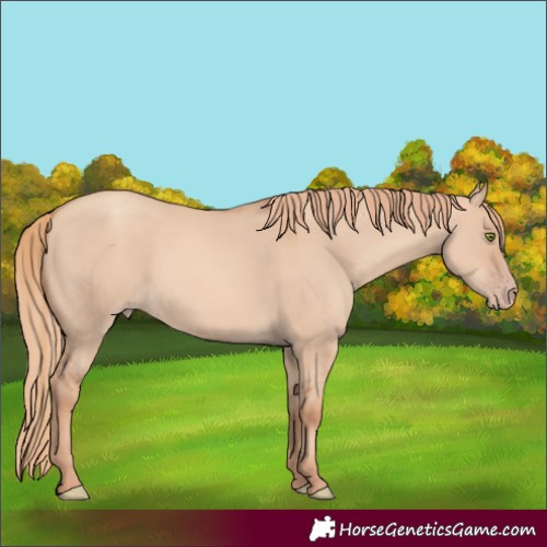 Horse Color:Gold Champagne Dun 