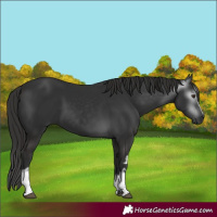Horse Color:Gray White Spotted Liver Chestnut 
