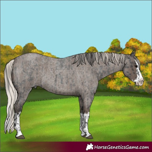 Horse Color:Blue Roan Sabino Splash  and Silver Blue Roan Sabino Splash 