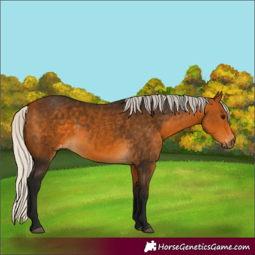 Horse Color:Gray Silver Buckskin Appaloosa 