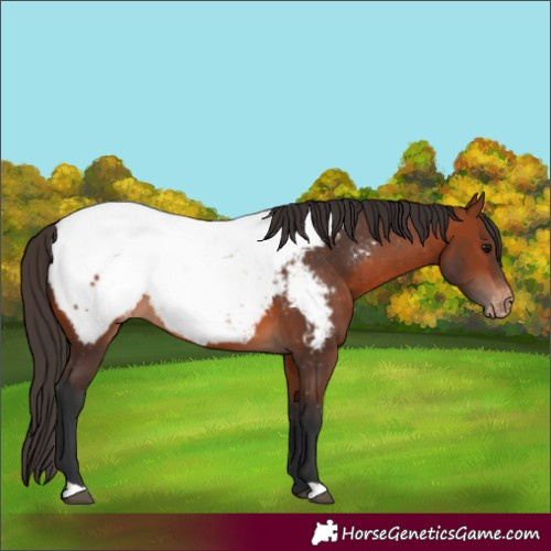 Horse Color:Bay Appaloosa