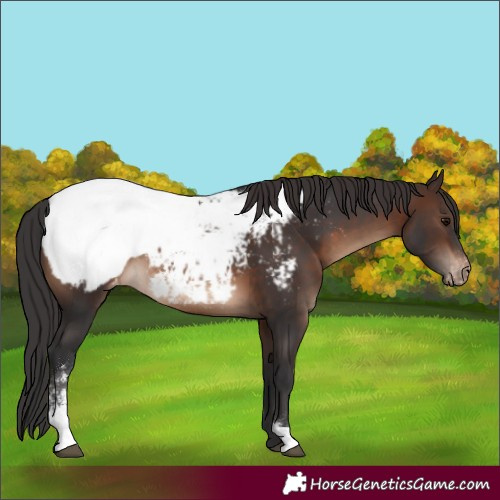 Horse Color:Brown Sabino Appaloosa