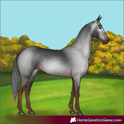 Horse Color:Gray White Spotted Liver Chestnut 