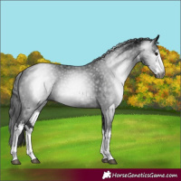Horse Color:Gray White Spotted Black