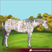 Horse Color:White Spotted Bay Dun Rabicano  and White Spotted Grullo Rabicano 