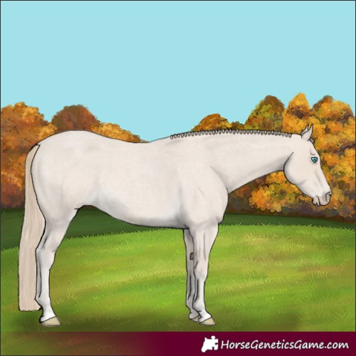 Horse Color:Smoky Creme Roan 