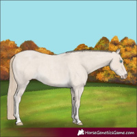 Horse Color:Smoky Creme Roan 