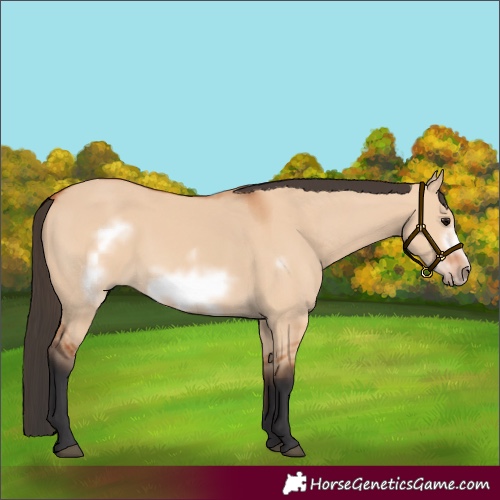 Horse Color:Bay Dun Frame