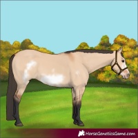 Horse Color:Bay Dun Frame 