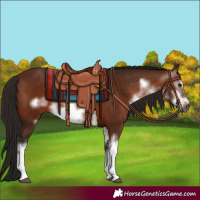 Horse Color:Gray White Spotted Bay Frame 