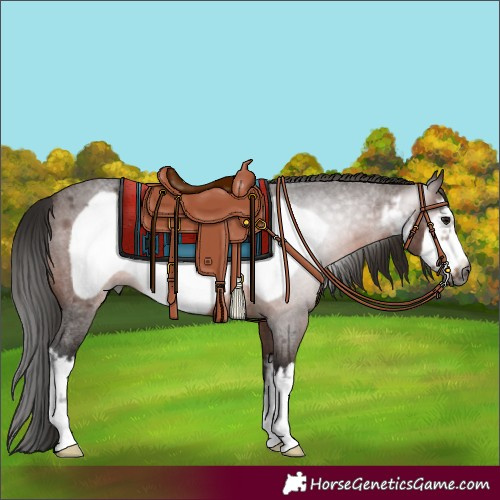 Horse Color:Gray White Spotted Bay Roan Frame