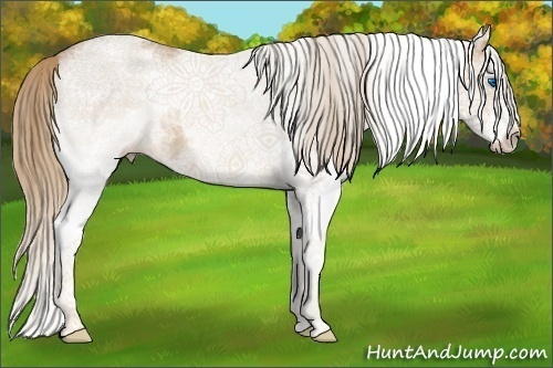 Horse Color:White Spotted Chestnut Splash 