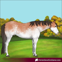 Horse Color:White Spotted Bay Roan 