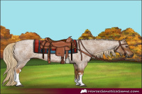 Horse Color:Gray White Spotted Palomino Roan 