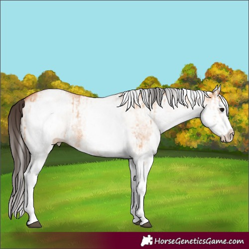 Horse Color:White Spotted Bay Dun Rabicano  and White Spotted Bay Dun Splash Rabicano 
