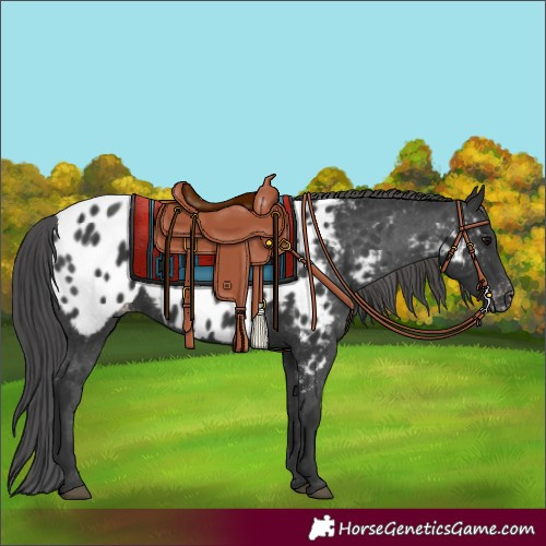 Horse Color:Black Near Leopard