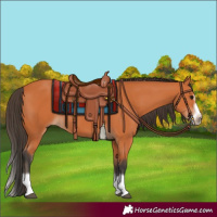 Horse Color:Bay Splash Frame 