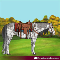 Horse Color:Grullo Sabino Splash  and Grullo Sabino Splash 