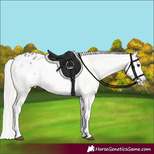 Horse Color:Silver Black Varnish