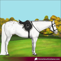 Horse Color:Silver Black Varnish