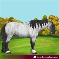 Horse Color:Blue Roan Tobiano 