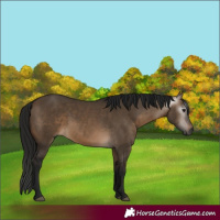 Horse Color:Gray White Spotted Bay Dun 