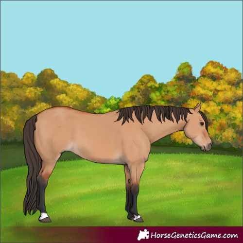Horse Color:Bay Dun 