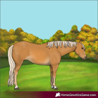 Horse Color:Palomino