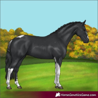 Horse Color:Black Tobiano 